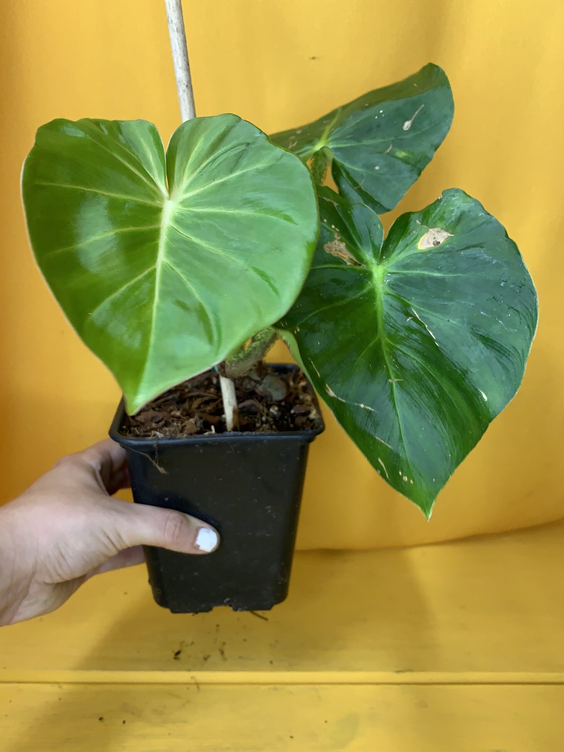 Philodendron Fibrosum Aroid Apartment